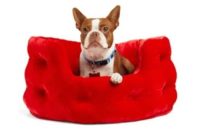 Tufted Velvet Bed - Etsy